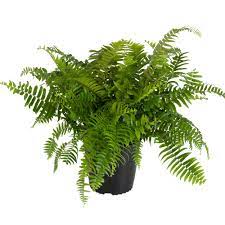 Macho fern with glossy green foliage