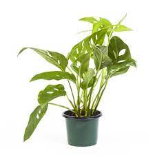 Swiss cheese philodendron in green pot