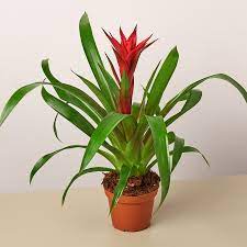 A potted bromeliad plant with green leaves and a red flower.