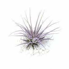 Purple air plant on white background with small white stones.