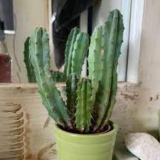 Green cactus plant in a light green pot by a window.