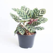 A small Calathea plant in a black pot with patterned leaves.