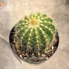 A small round cactus with yellow flowers in a black pot.