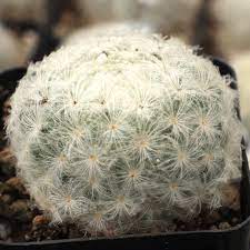 Close-up of a round, white, spiky cactus in a pot.
