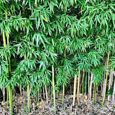 Dense cluster of young bamboo plants with green leaves and tall stems.