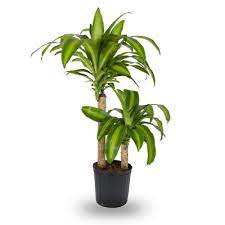 A green Dracaena plant in a black pot against white background.