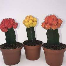 Three potted cacti with vibrant red, yellow, and orange flowers.