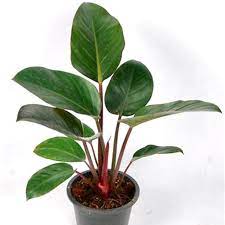 A potted plant with broad green leaves on white background.