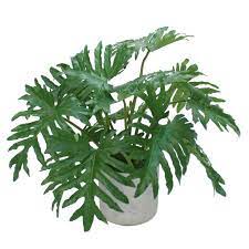 A lush green philodendron plant in a white pot.