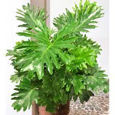 Healthy green Philodendron selloum plant with large, deeply lobed leaves.