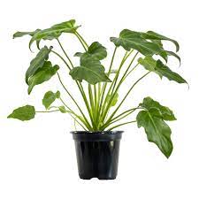 Philodendron Xanadu in black nursery pot
