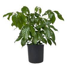 Glossy-leaved houseplant sitting in a black plastic pot