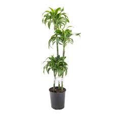 A tall potted Dracaena plant with green leaves on white background.