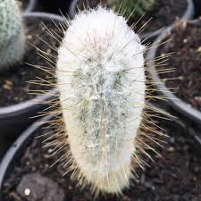 A fuzzy, white cactus in a black pot among similar plants.