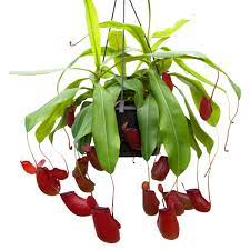 A hanging pitcher plant with red pitcher-shaped traps.