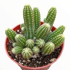 A small potted cactus with multiple green stems and white spines.