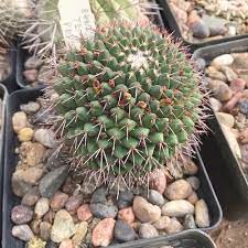 A small cactus with dense spines in a pot filled with pebbles.