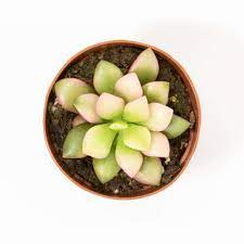 Top view of a small succulent plant in a round pot.