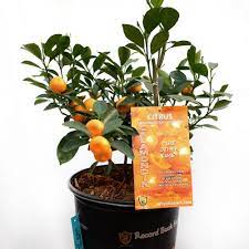 Potted calamondin tree with ripe orange fruits and care tag.
