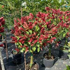 Potted red-leaved plants in a garden center under sunlight.