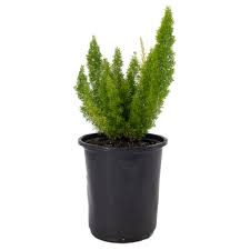 Small green plant in a black pot.