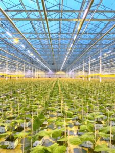 MITRA X installtion at Proplant propagation