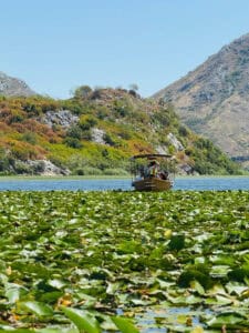 A small wooden sightseeing boat carrying passengers moves through a carpet of water lilies on Lake Skadar, with steep rocky mountains and green vegetation rising behind the lake. The scene shows the distinctive wetlands and mountainous landscape of Lake Skadar National Park.