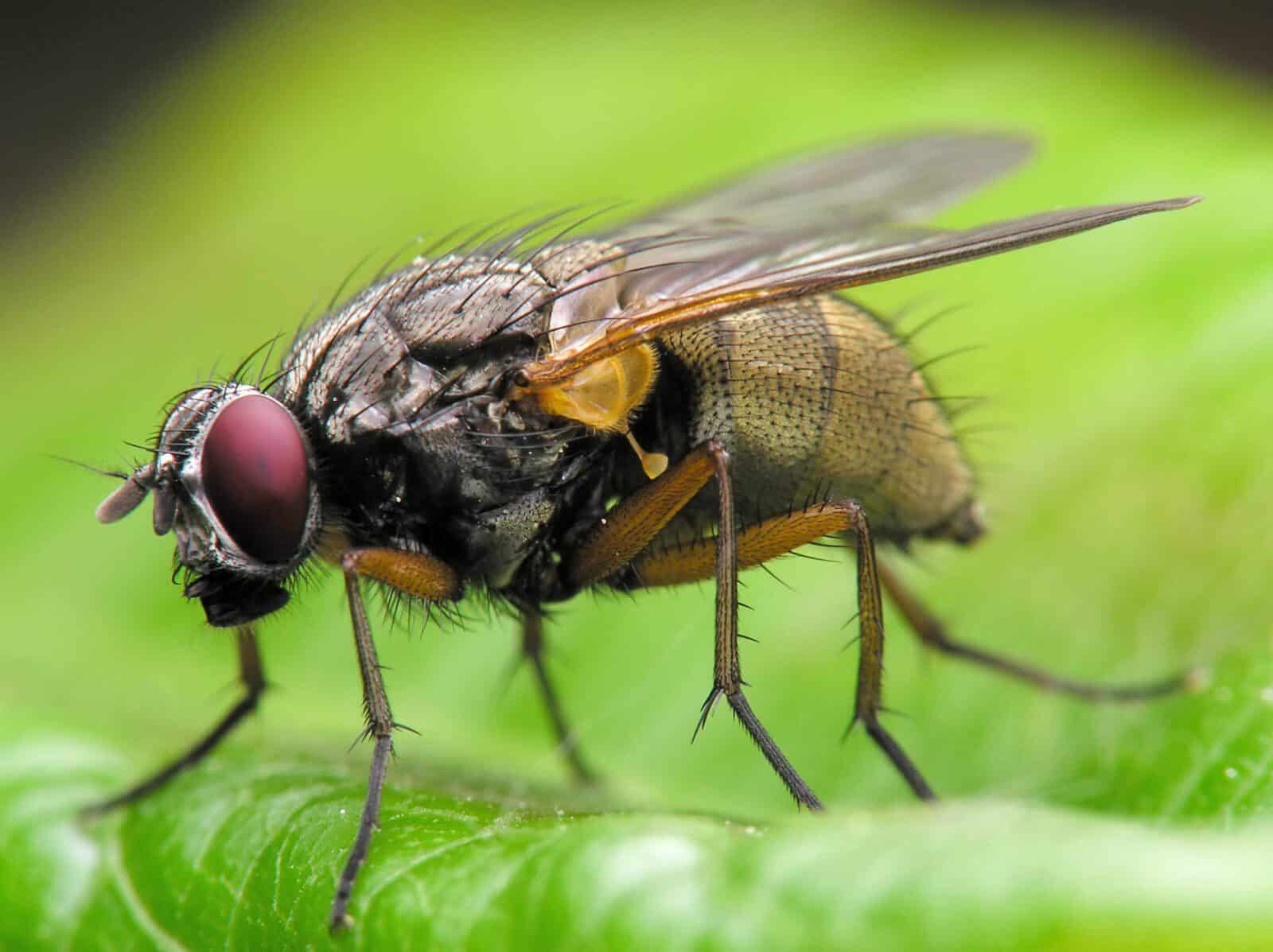 fly pest control