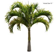 A healthy palm tree with lush green fronds against a white background.