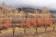 20210201_Remollon_Vergers