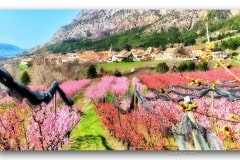 20240321_Remollon_Pechers_en_fleurs_3