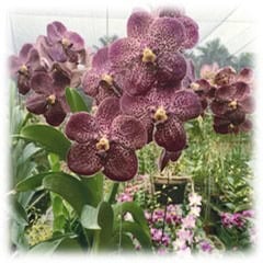 Cluster of vibrant purple orchids in a greenhouse.