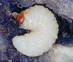 White legless billbug larva damaging grass roots