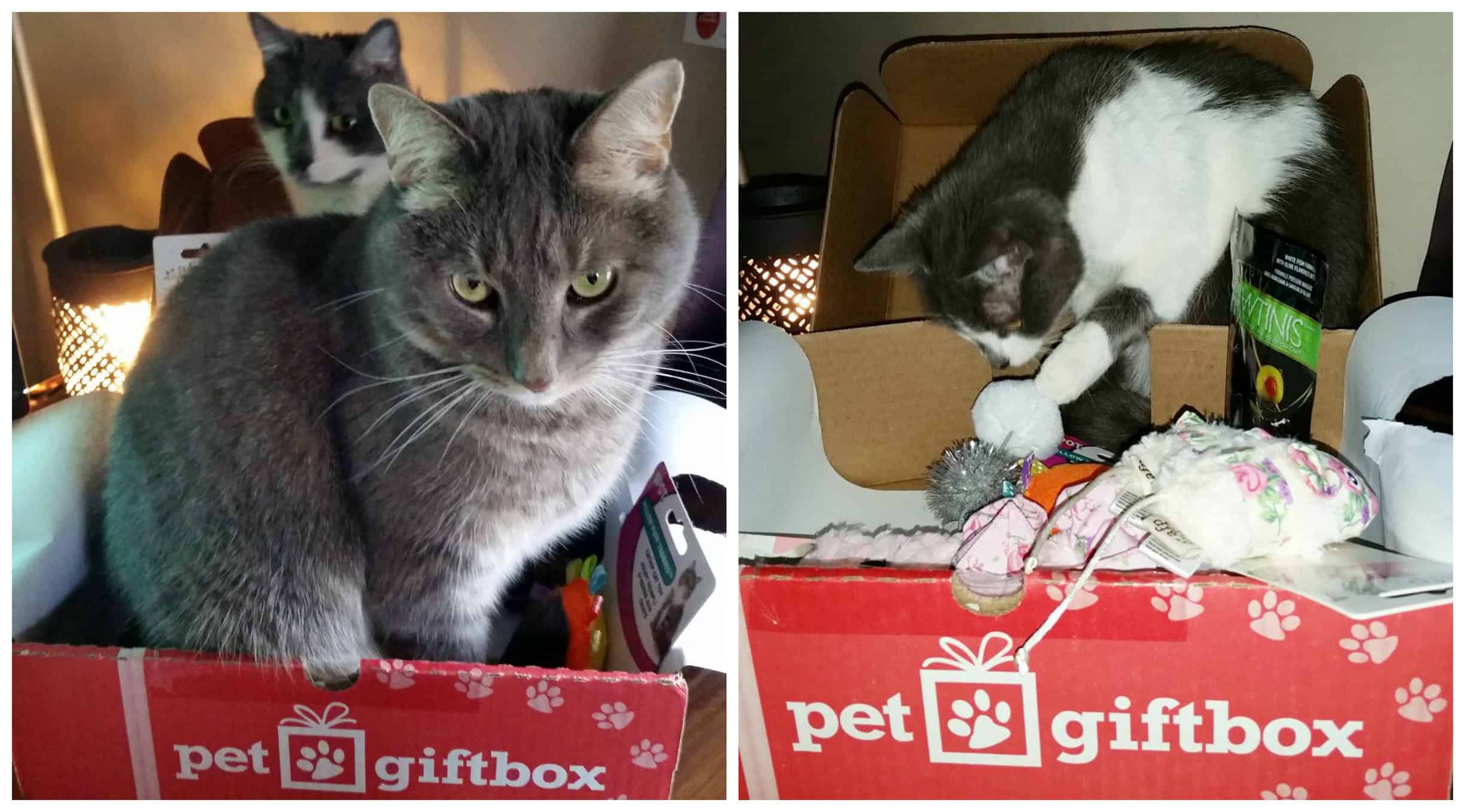 PetGiftBox Pet Subscription Box #Review 2