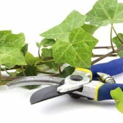 LIVE English Ivy - Hedera helix - Bare Root - 4"-6"
