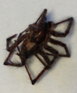 Spider