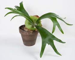 Potted staghorn fern with broad, green fronds.