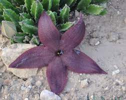 A dark purple star-shaped flower on the ground.