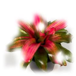 Vibrant pink flower with green leaves on a white background.