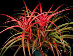 A vibrant red and green air plant with long, slender leaves.