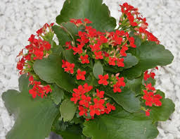 Red Kalanchoe flowers with green leaves in a pot.