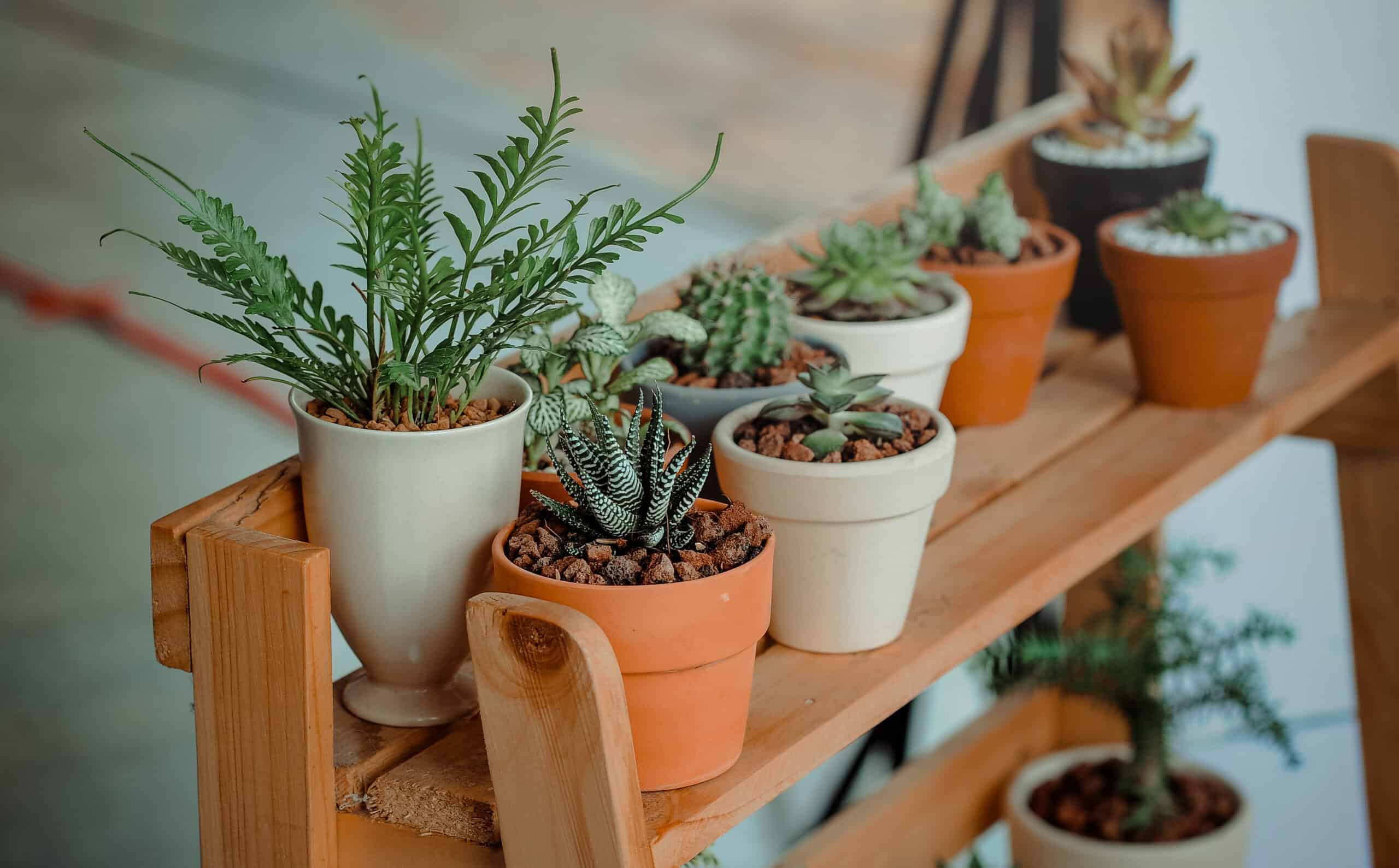 a selection of indoor plants