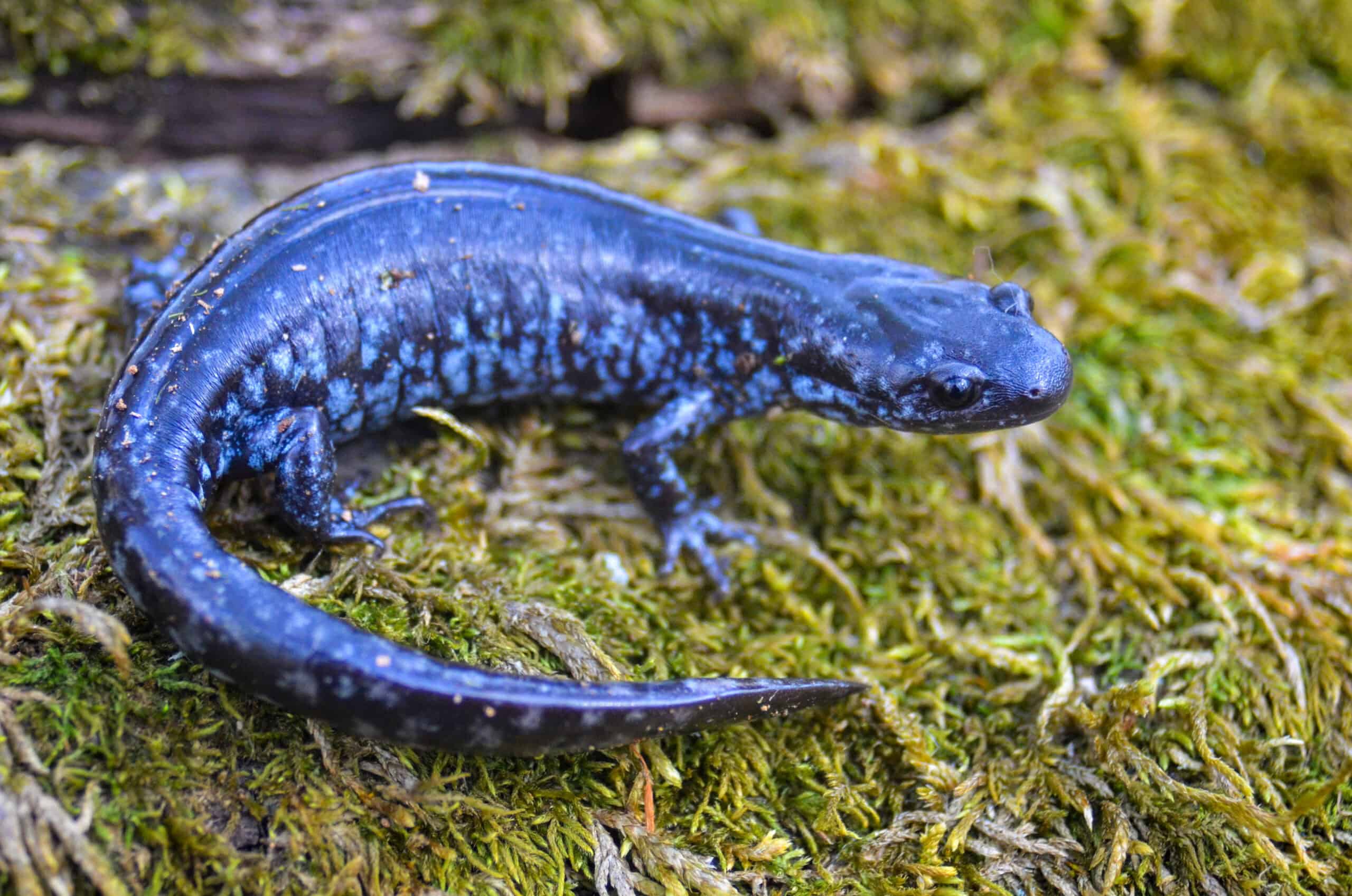 Blue-spotted Salamander (Ambystoma laterale) on a moss-covered surface, its iridescent dark blue-black body and light blue speckled markings clearly visible — one of Ohio's rarest endangered amphibians requiring authorized habitat assessments and vernal pool surveys by EDGE Engineering herpetologists for construction and development projects in northwest Ohio.