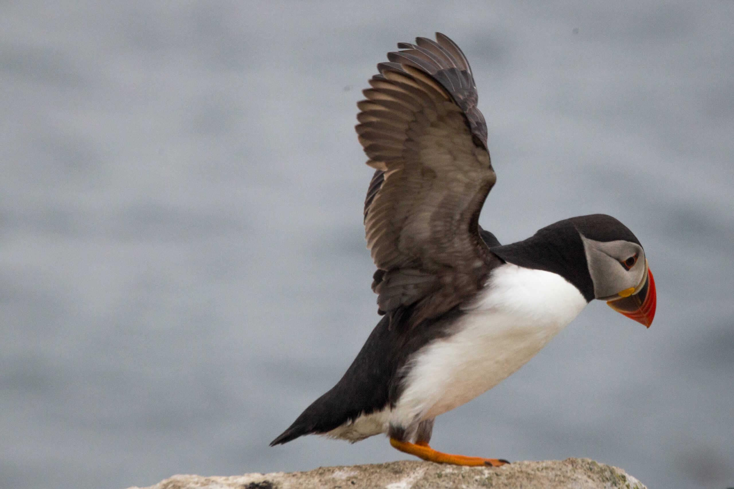 Puffin fly - saltees