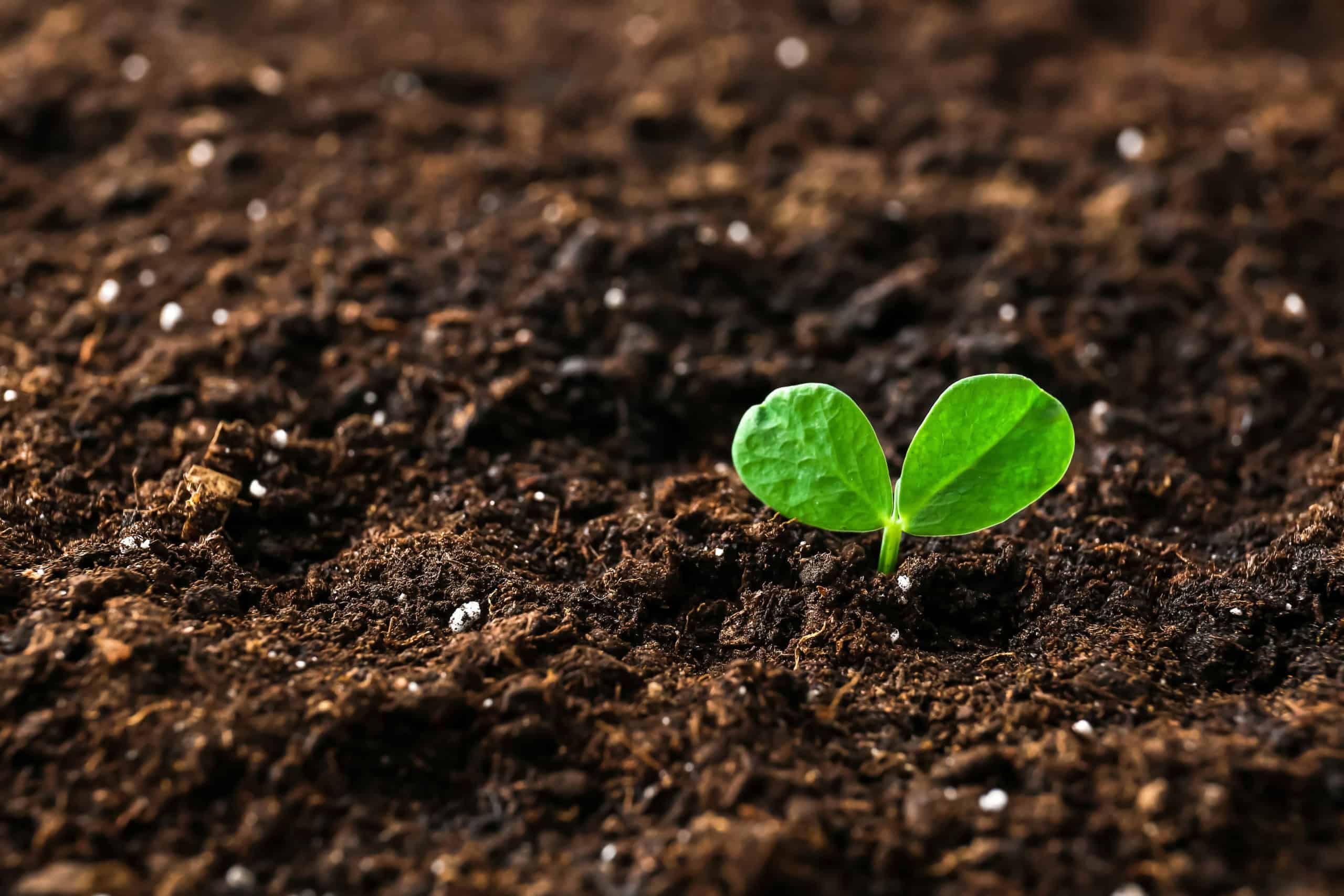 Farmland soil with healthy crop growth, illustrating regenerative agriculture practices that sequester carbon.