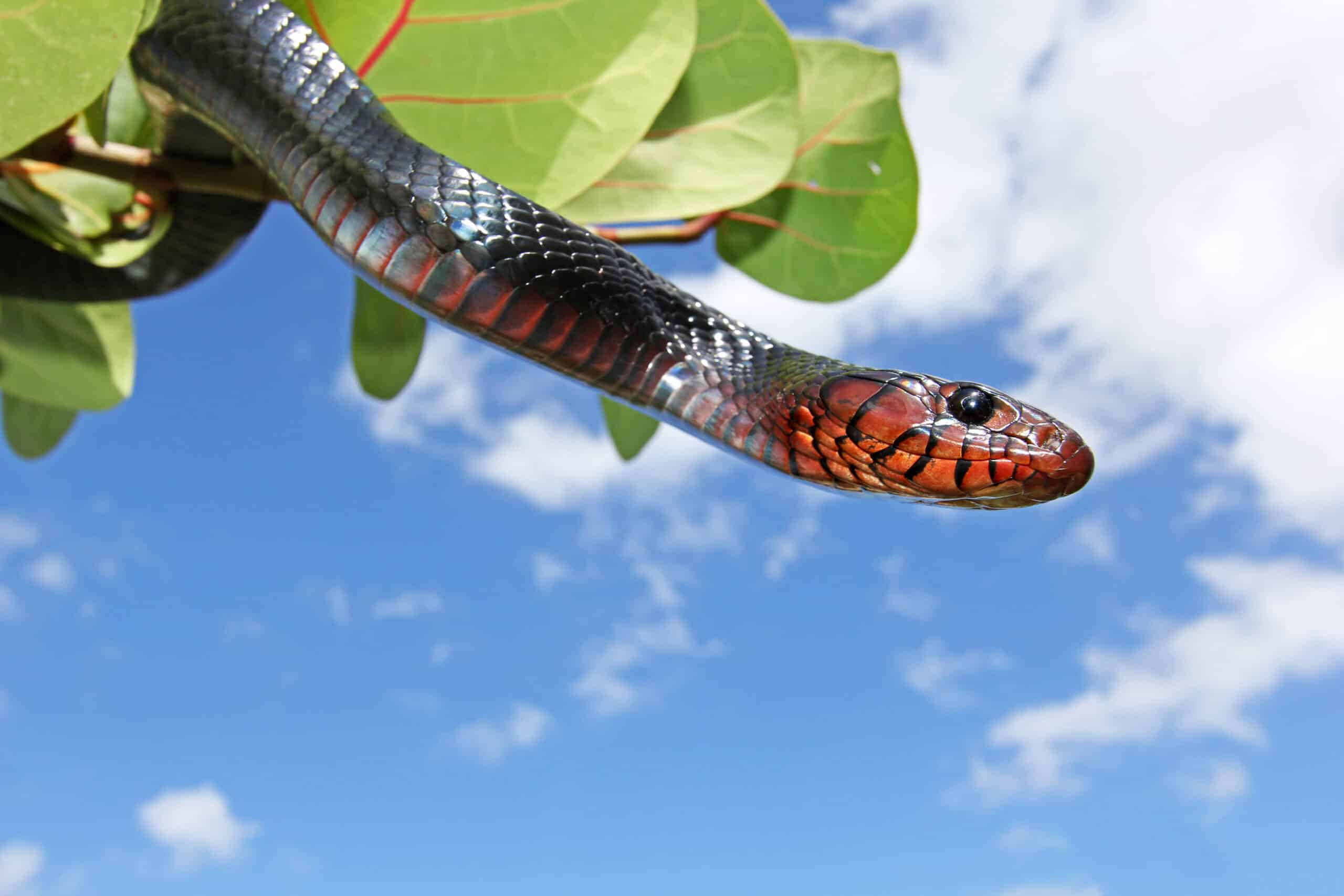 Eastern Indigo Snake (Drymarchon couperi) extending from leafy vegetation against a blue sky, its distinctive glossy black scales and rich red-orange chin and neck coloring clearly visible — federally threatened species surveyed by EDGE Engineering herpetologists across its southeastern U.S. range.