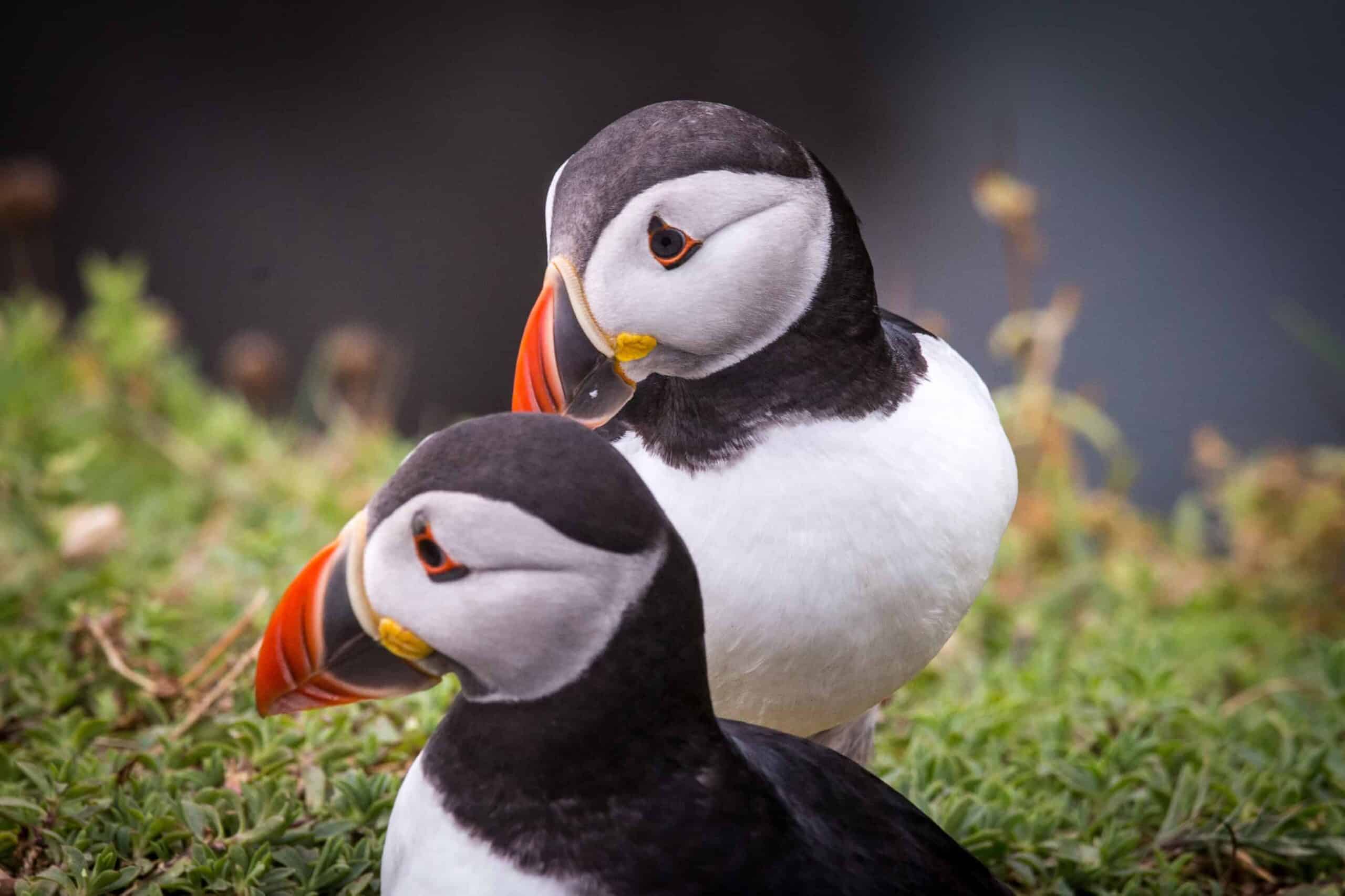 Puffin pair