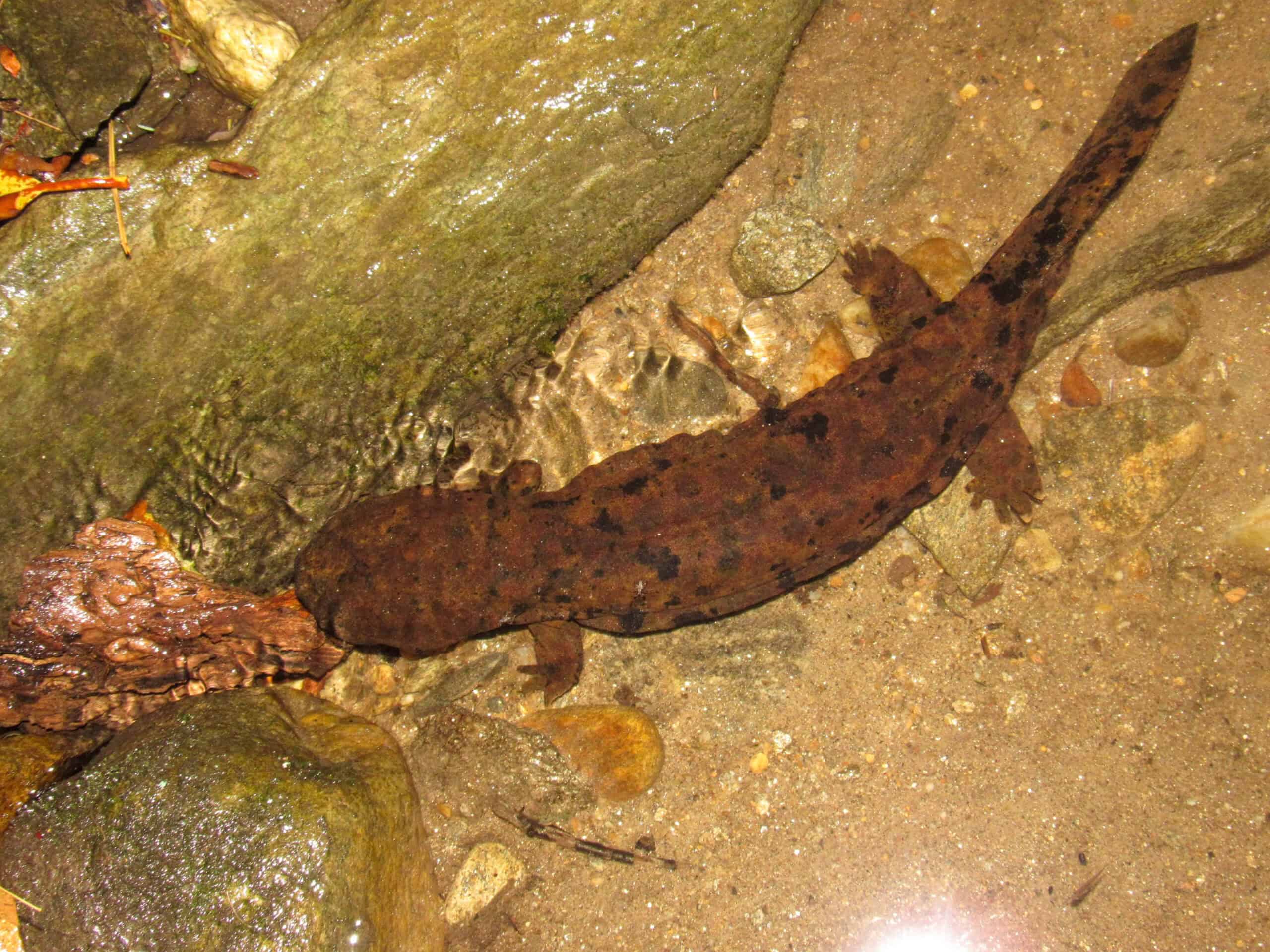 Eastern Hellbender salamander (Cryptobranchus alleganiensis) viewed from above in its natural streambed habitat, surrounded by rocks, sandy substrate, and shallow clear water — illustrating the aquatic environment this endangered Ohio amphibian depends on for survival.