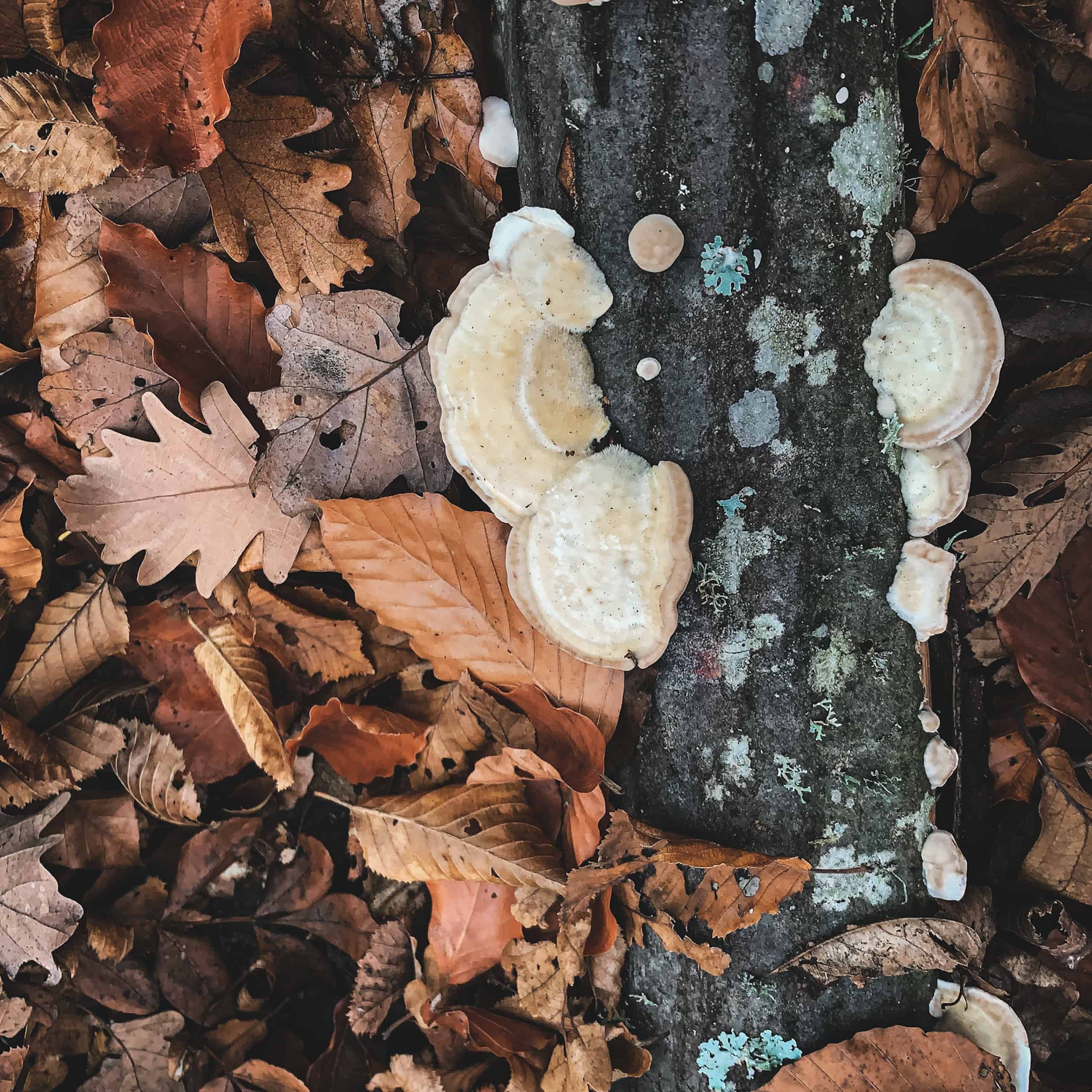How To Sell A House With Dry Rot Good Move™