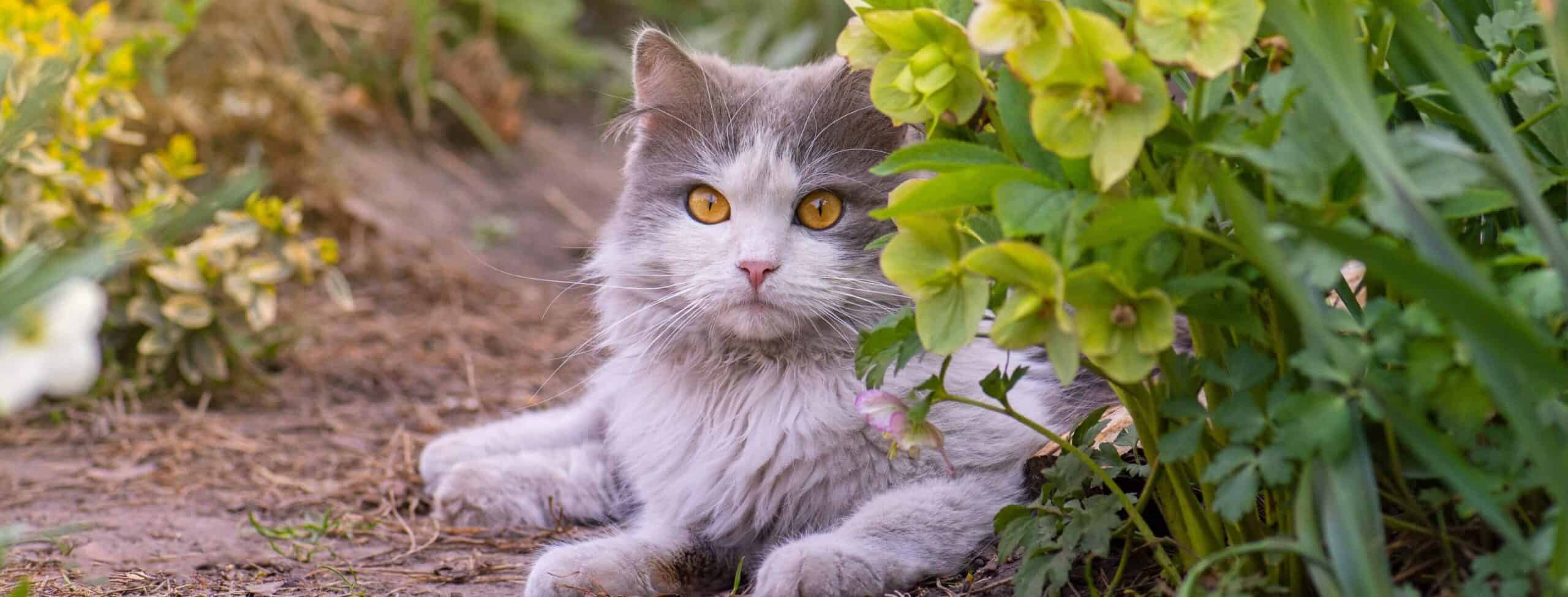 gray and white long haired cat outside under a geranium in summer